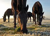 paarden 3012